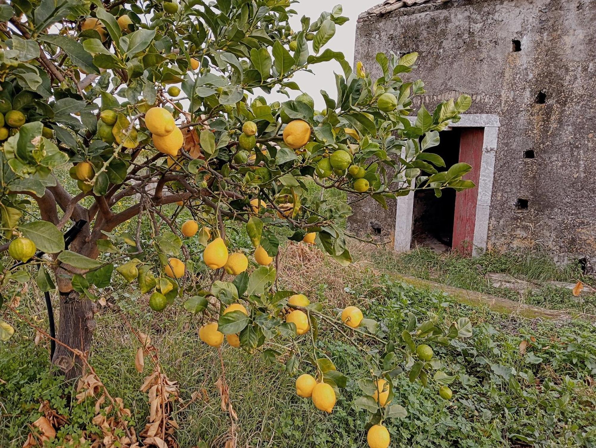 גיארדיני נאקסוס Villa Laura Apartment מראה חיצוני תמונה